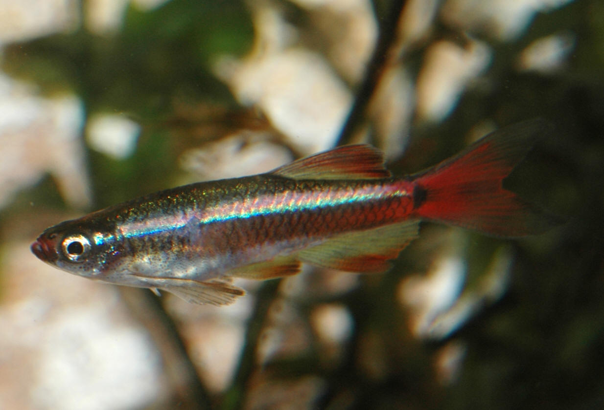 Tanichthys albonubes